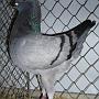 Deutsche Modeneser Schietti blau mit schwarzen Binden von Luis Niedergassel Preis HV 96 SE, 2009